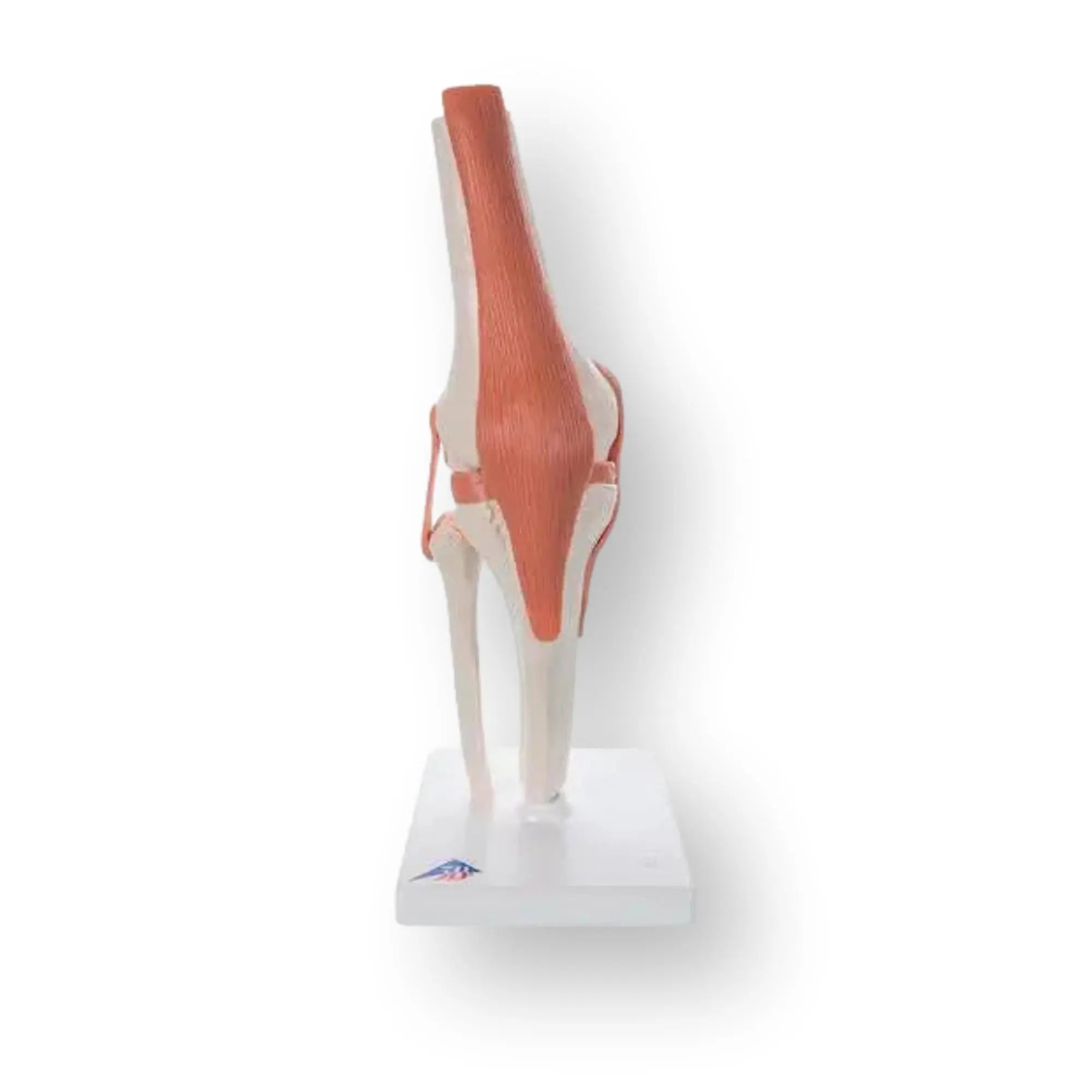 Knee joint - Functional model - Anatomy and pathology