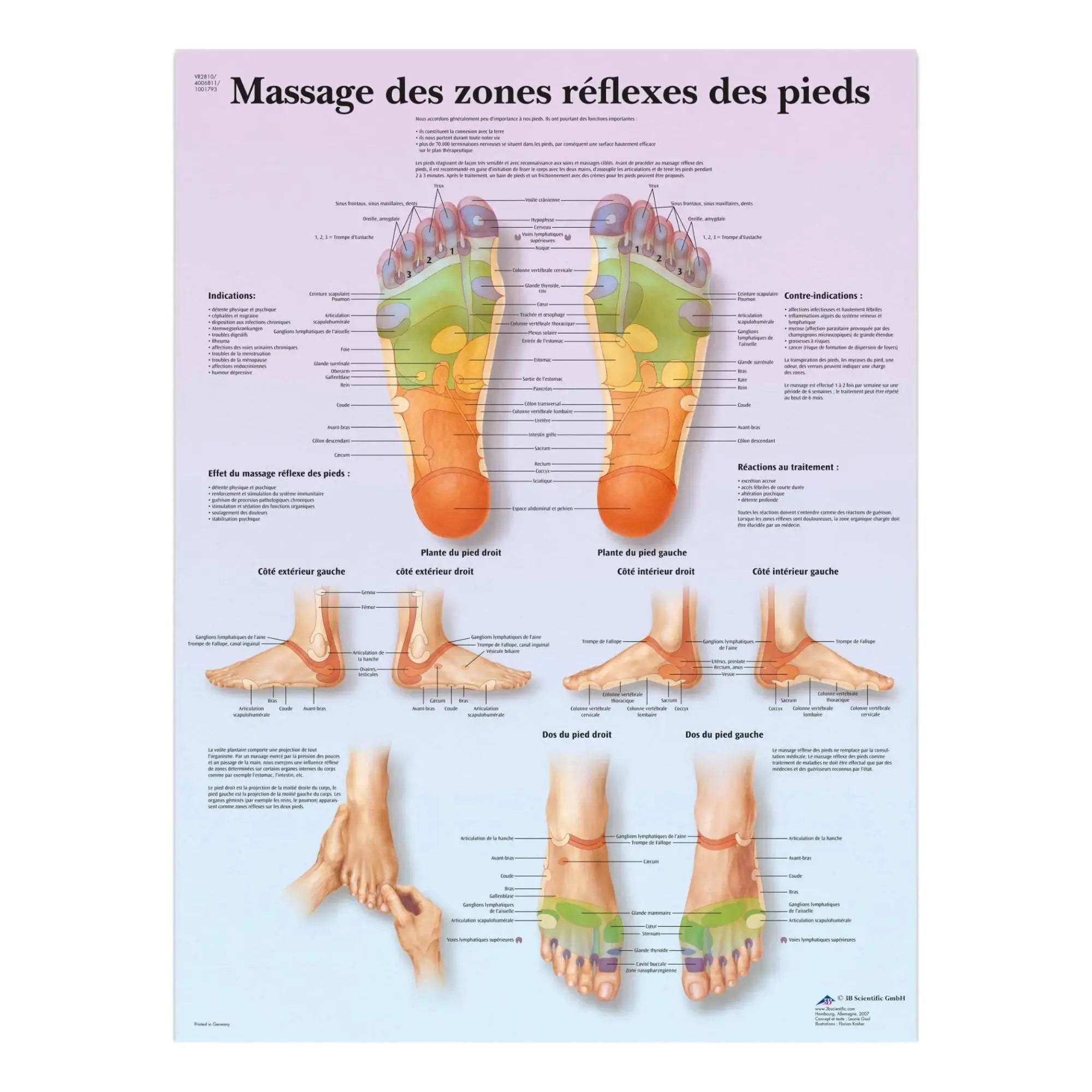 Planche anatomique - Massage des zones réflexes des pieds